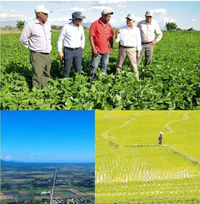 Punta Caña busca avanzar entre la producción agrícola y los desafíos rurales
